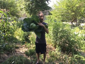 Cabbage Bonanza