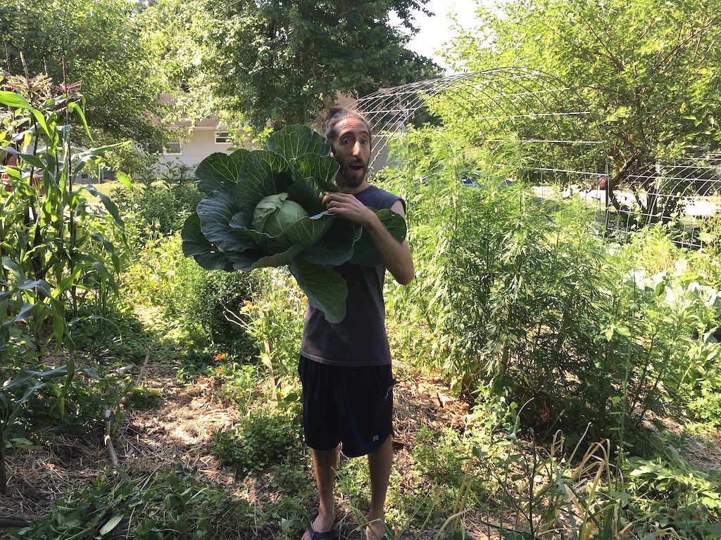 Cabbage Bonanza