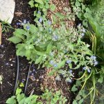 Permaculture work party